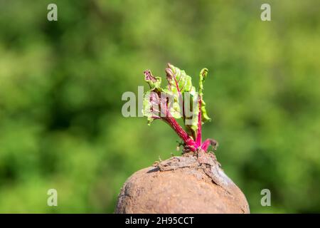 Junge Rote Beete gab jungen Sprossen aus Blättern Stockfoto