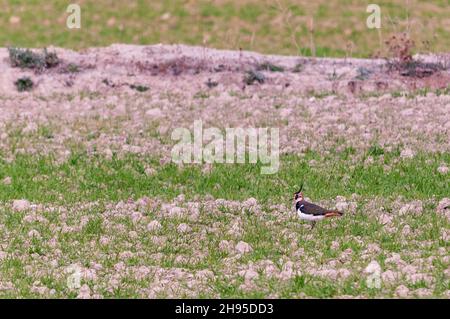 Vanellus vanellus - der Europäische Kiebitz ist eine Art des Charadriiformen Vogels aus der Familie der Charadriidae. Stockfoto