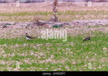 Vanellus vanellus - der Europäische Kiebitz ist eine Art des Charadriiformen Vogels aus der Familie der Charadriidae. Stockfoto