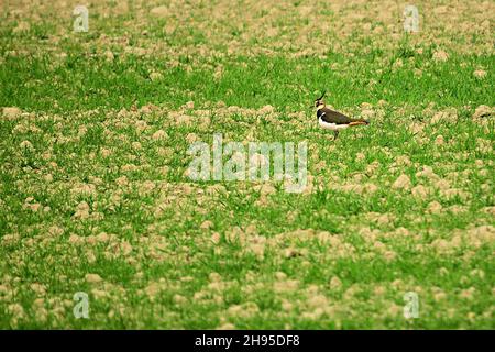 Vanellus vanellus - der Europäische Kiebitz ist eine Art des Charadriiformen Vogels aus der Familie der Charadriidae. Stockfoto