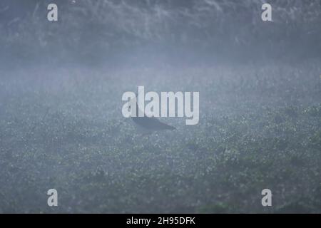 Vanellus vanellus - der Europäische Kiebitz ist eine Art des Charadriiformen Vogels aus der Familie der Charadriidae. Stockfoto