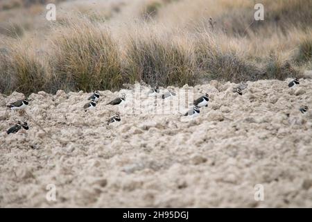 Vanellus vanellus - der Europäische Kiebitz ist eine Art des Charadriiformen Vogels aus der Familie der Charadriidae. Stockfoto