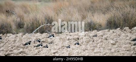 Vanellus vanellus - der Europäische Kiebitz ist eine Art des Charadriiformen Vogels aus der Familie der Charadriidae. Stockfoto