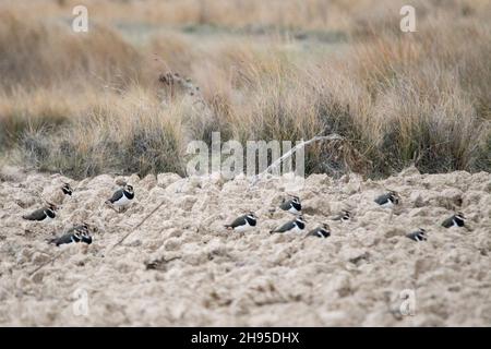 Vanellus vanellus - der Europäische Kiebitz ist eine Art des Charadriiformen Vogels aus der Familie der Charadriidae. Stockfoto