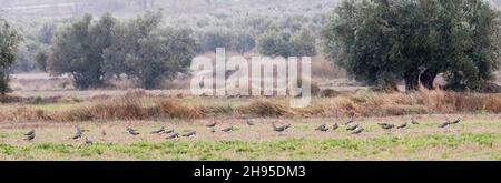 Vanellus vanellus - der Europäische Kiebitz ist eine Art des Charadriiformen Vogels aus der Familie der Charadriidae. Stockfoto