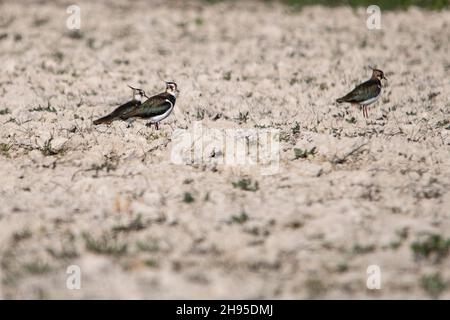 Vanellus vanellus - der Europäische Kiebitz ist eine Art des Charadriiformen Vogels aus der Familie der Charadriidae. Stockfoto