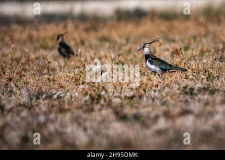 Vanellus vanellus - der Europäische Kiebitz ist eine Art des Charadriiformen Vogels aus der Familie der Charadriidae. Stockfoto