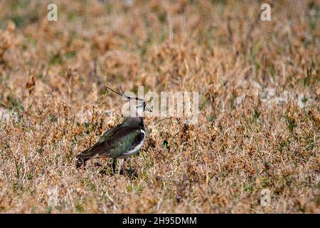 Vanellus vanellus - der Europäische Kiebitz ist eine Art des Charadriiformen Vogels aus der Familie der Charadriidae. Stockfoto