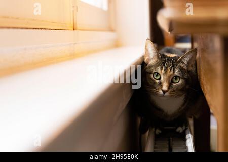 Eine Katze mit Tabby sitzt an einem Fenster in einer Wohnung in Amsterdam, Niederlande. Stockfoto
