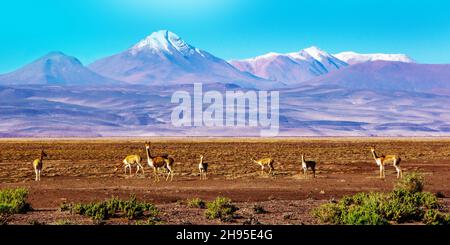 Landschaftlich reizvolle Landschaft mit Vicunas auf dem bolivianischen altiplano Stockfoto