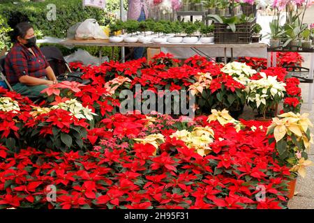 Nicht exklusiv: MEXIKO-STADT, MEXIKO - 3. DEZEMBER 2021: Personen besuchen Stände von Landwirten, die die traditionelle Weihnachtsblume in ihren verschiedenen anbieten Stockfoto