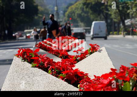 Nicht exklusiv: MEXIKO-STADT, MEXIKO - 3. DEZEMBER 2021: Blick auf die Poinsettia Blumen mit Engel der Unabhängigkeit schmückt die Reforma Avenue am Stockfoto