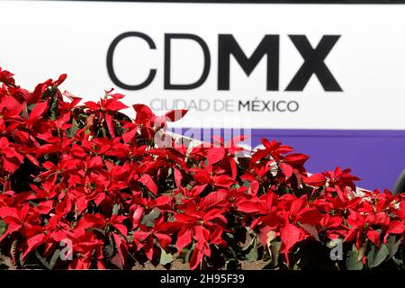 Nicht exklusiv: MEXIKO-STADT, MEXIKO - 3. DEZEMBER 2021: Personen besuchen Stände von Landwirten, die die traditionelle Weihnachtsblume in ihren verschiedenen anbieten Stockfoto