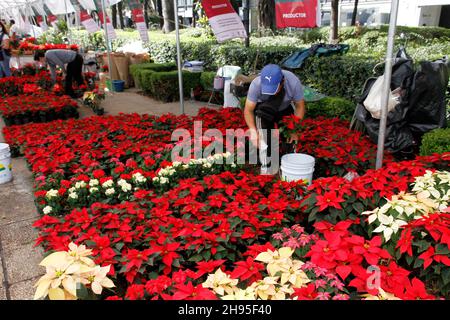 Nicht exklusiv: MEXIKO-STADT, MEXIKO - 3. DEZEMBER 2021: Personen besuchen Stände von Landwirten, die die traditionelle Weihnachtsblume in ihren verschiedenen anbieten Stockfoto