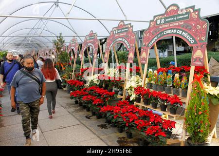 Nicht exklusiv: MEXIKO-STADT, MEXIKO - 3. DEZEMBER 2021: Personen besuchen Stände von Landwirten, die die traditionelle Weihnachtsblume in ihren verschiedenen anbieten Stockfoto