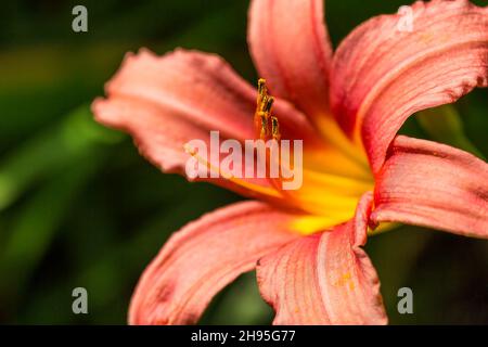 Orange Taglilien Stockfoto