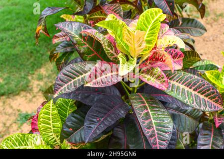 Nahaufnahme Von Garden Croton. Bunte Blätter Baum Im Park Oder Garten Stockfoto