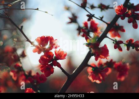 Cornus florida Rubra Baum mit rosa Blüten im Frühjahr. Dogwood auf blauem Himmel Sonnenlicht Hintergrund. Hochwertige Fotos. Hochwertige Fotos Stockfoto