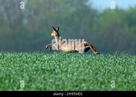 Rehe, (Capreolus capreolus), auf der Flucht über Maisfeld, im Vollflug, Niedersachsen, Deutschland Stockfoto