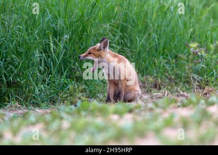 Europäischer Rotfuchs (Vulpes vulpes), am Rande des Feldes, gähnend, Niedersachsen, Deutschland Stockfoto