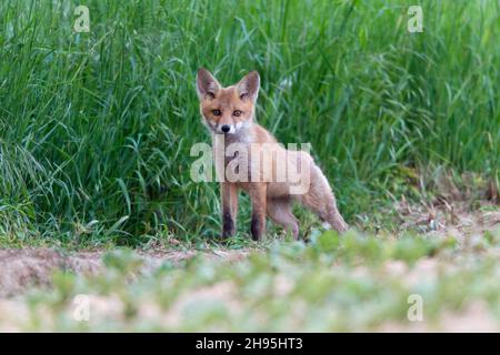 Europäischer Rotfuchs (Vulpes vulpes), Junge schaut in die Kamera, Alarm, Niedersachsen, Deutschland Stockfoto