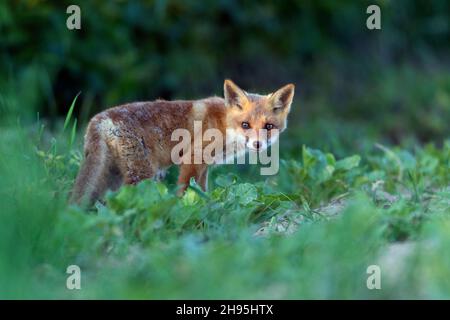 Europäischer Rotfuchs (Vulpes vulpes), Junge schaut in die Kamera, Alarm, Niedersachsen, Deutschland Stockfoto