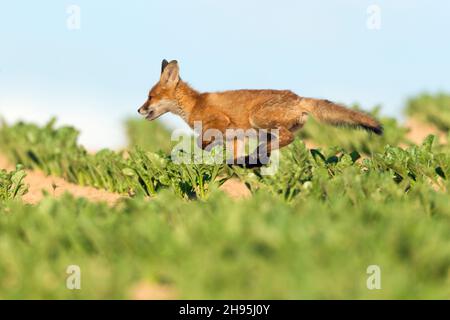 Europäischer Rotfuchs (Vulpes vulpes), Junge, der auf dem Zuckerrübenfeld in Niedersachsen, Deutschland, herumläuft Stockfoto