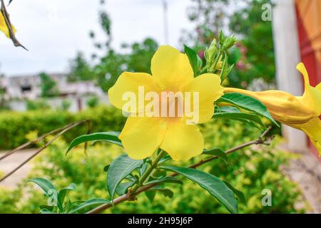 Allamanda cathartica . Goldene Trompetenblume mit grünen Blättern im Garten. Stockfoto