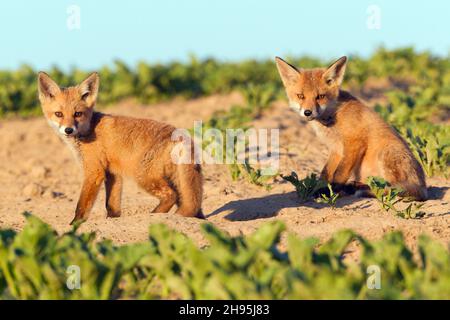Europäischer Rotfuchs (Vulpes vulpes), zwei Junge, die auf dem Feld wachsam sind, Niedersachsen, Deutschland Stockfoto