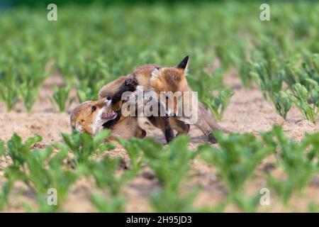 Europäischer Rotfuchs (Vulpes vulpes), zwei Jungen, die um Nahrung kämpfen, Niedersachsen, Deutschland Stockfoto