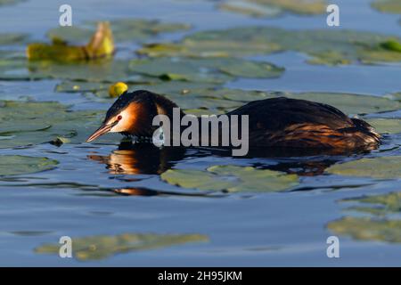 Haubentaucher, (Podiceps cristatus), Männchen mit Kopf geduckt, während der Brutzeit, am See, Niedersachsen, Deutschland Stockfoto