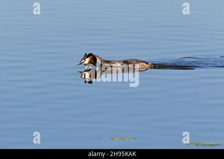 Haubentaucher, (Podiceps cristatus), männlich, schwimmend und rufend, während der Balzvorstellung, Am See, Niedersachsen, Deutschland Stockfoto