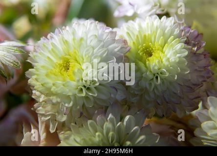 Nahaufnahme der schönen weißen Chrysanthemen-Blumen, die im Herbst im Chrysantheme-Garten blühen. Schöne Chrysantheme Blumen aus der Nähe. Stockfoto