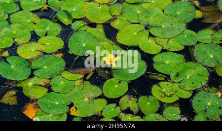 Nahaufnahme einer gefransten Seerose (Nymphoides peltata) Stockfoto