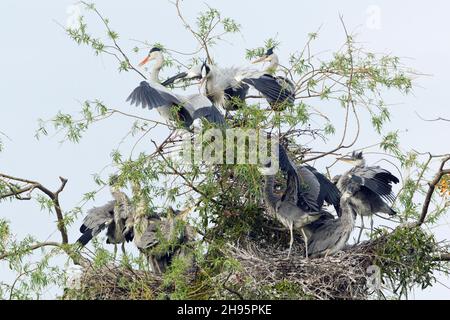 Graureiher, (Ardea cinerea), Erwachsene und Jungvögel auf Nestern in der Saatkrähenkloster, Niedersachsen, Deutschland Stockfoto