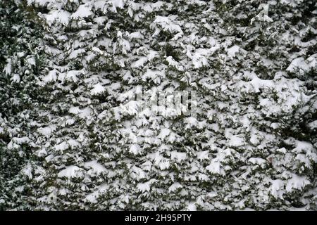 Thuja Zweige bedeckt mit Schnee an Wintertagen Stockfoto