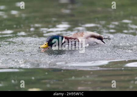 Mallard, (Anas platyrhynchos), drake, der andere Ente aus Neid um Nahrung verjagt, Niedersachsen, Deutschland Stockfoto