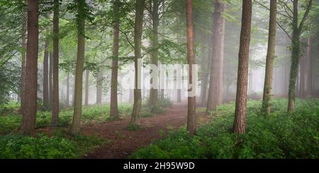 Ein Hauch von Nebel an einem feuchten Sommermorgen im Chevin Forest Park, Otley, verleiht der lebendigen Waldszene Tiefe. Stockfoto