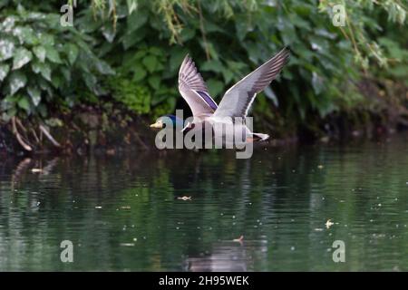 Mallard, (Anas platyrhynchos), drake beim Überfliegen des Sees, Niedersachsen, Deutschland Stockfoto