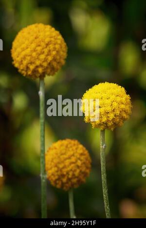Craspedia globosa 'Golf Beauty' (Billy Buttons) Blumen Stockfoto