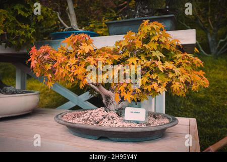 Zwergahornbaum oder Acer palmatum mit herbstlich gelb-roten Blättern in ovalem Blumentopf-Behälter als Bonsai auf dem Tisch Stockfoto