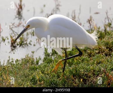 Verschneite Reiher auf der Nahrungssuche in Palo Alto Baylands. Santa Clara County, Kalifornien, USA. Stockfoto