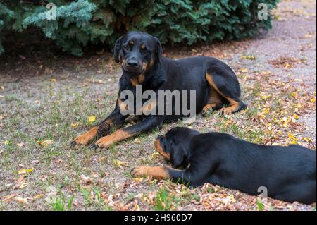 Rotweiler liegt im Gras, Mutter mit Welpen Stockfoto