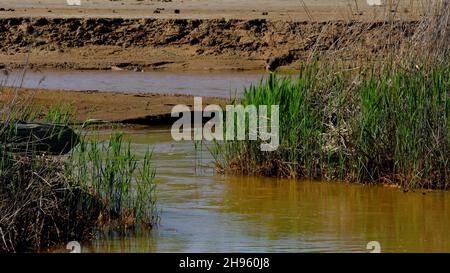 Schmutziger Fluss fließt durch die Wüste. Archivmaterial. Fluss mit Kurven fließt durch Wüstenlongelände mit sumpfigem Gras an seiner Mündung. Stockfoto