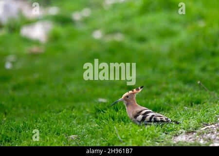 Upupa epops - der Wiedehopf ist eine Art von bucerotiformen Vögeln aus der Familie der Upupidae. Stockfoto