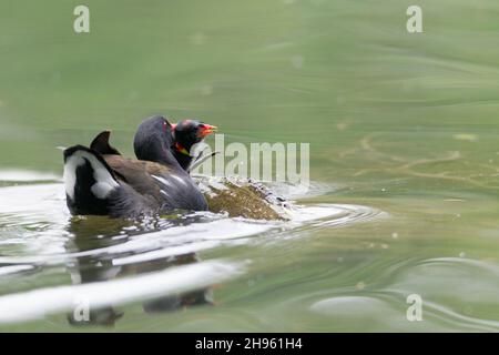 Moorhen, (Gallinula chloropus), packende Küken, die ständig um Nahrung gebettelt hatten, in ihrem Schnabel am See, Niedersachsen, Deutschland Stockfoto