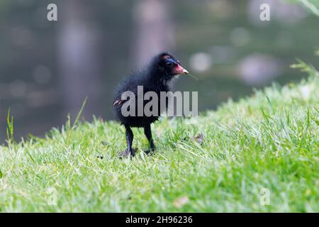 Moorhen, (Gallinula chloropus), junges Küken am Seeufer, Niedersachsen, Deutschland Stockfoto