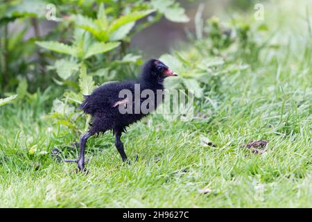 Moorhen, (Gallinula chloropus), junges Küken am Seeufer, Niedersachsen, Deutschland Stockfoto