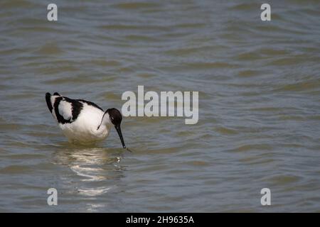 Recurvirostra avosetta - die gemeine Avocet ist eine Art karadriformen Vogels aus der Familie der Recurvirostridae. Stockfoto