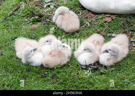 Muter Schwan (Cygnus olor), Elternvögel mit jungen Cygnets, ruhend am Seeufer, Niedersachsen, Deutschland Stockfoto